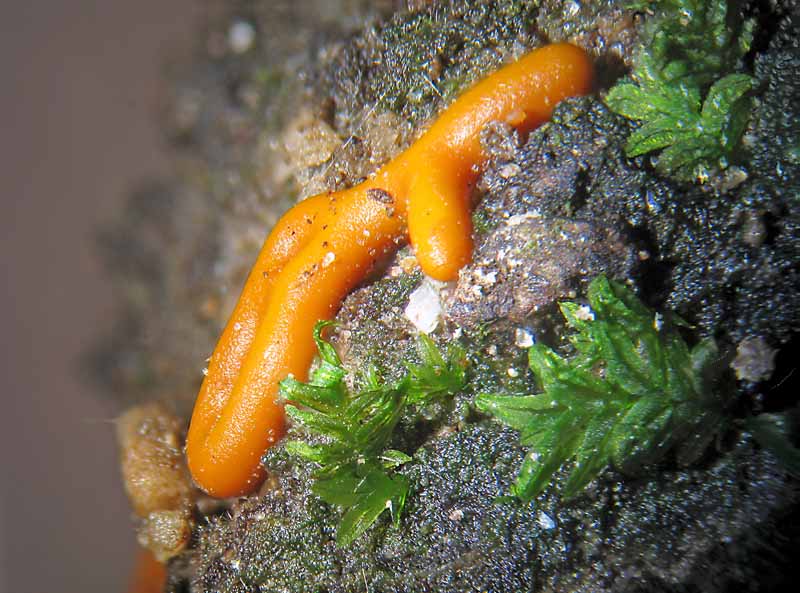 Hemitrichia serpula